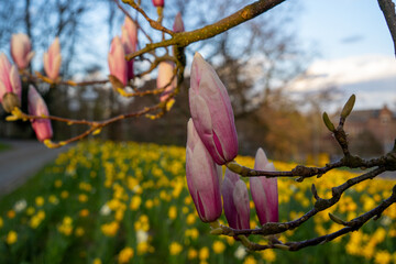 Magnolia soulangeana blossoms opening up in the early spring sunlight © Christopher