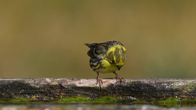 A cute European Serin (Serinus serinus) drinking water from a wooden trough.