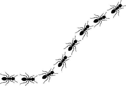 Ant Trail Diagonal Line Illustration &ndash; Marching Ants Path Vector Nature Design