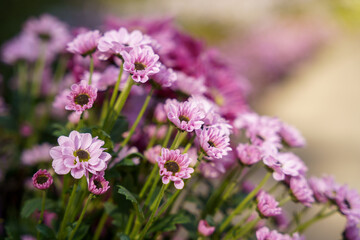 Obraz premium Pink chrysanthemum flowers with shallow depth of field and a soft blurred background with copyspace