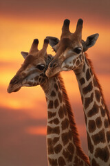 Obraz premium Romantic love theme for Valentines Day. Two giraffes standing side by side against a vibrant sunset backdrop. The sky is painted in a range of warm hues, from deep oranges to bright yellows.