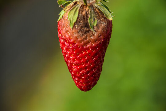 Strawberry fruit with white spot fungus. Gardening, horticulture and organic agriculture concept, Rotten strawberries, mould strawberry, rotten fruit background, moldy strawberries in garden, close-up
