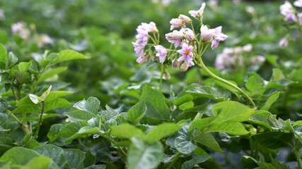 Fototapeta premium potato flower, flowering season. plant leaves. New potato Leafs, Agriculture and organic food. farmland, agricultural business, good harvest. vegetables in the garden close-up. planted field