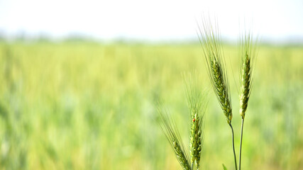 Fototapeta premium Young Wheat ears illuminated by sunlight. Gorgeous shape of the Wheat spikes. concept of a good harvest in an agricultural field. green spikelets. rye, close-up. green natural background