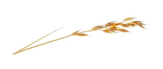 One ear of oat isolated on white © New Africa
