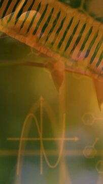 Vertical video: Camera revealing frond, twig sliding, sine-wave and hexagon overlay showing detail