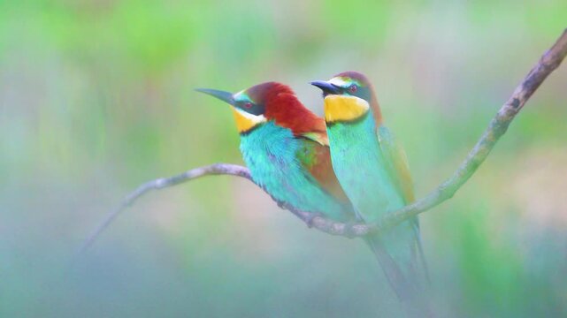 Colorful European bee-eater perching on a twig when another bird gracefully flies in to join