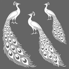 Fototapeta premium Set of three elegant white peacock silhouettes with long decorative tail feathers on a dark gray background