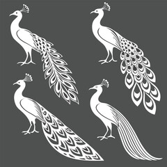 Fototapeta premium Set of four elegant peacock silhouettes in white on a dark background