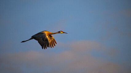 Obraz premium Adult Sandhill Crane (Antigone canadensis) on an Evening Flight