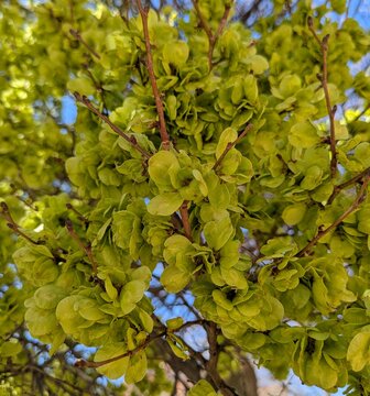 Fondo con hojas verdes y ramas de olmo (Ulmus Pumila) con cielo azul	