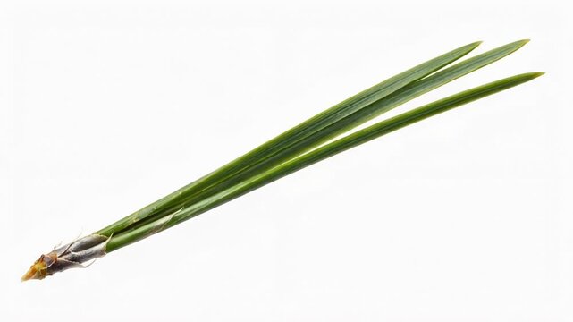 A green plant stem with long thin leaves and a brown base against white