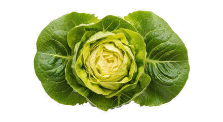 Obraz premium Fresh green romaine lettuce head isolated on transparent background