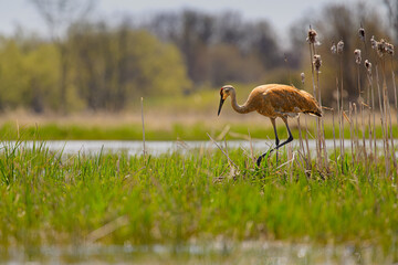 Obraz premium Adult Sandhill Crane (Antigone canadensis) Turning Eggs in Their Nest, Ontario, Canada