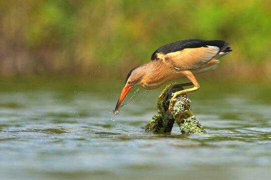 Little bittern ixobrychus minutus bird rain water in pond wetland wading shorebirds waders young nature wildlife cute darling, beautiful animal, lovely animal, ornithology, fauna wildlife Europe