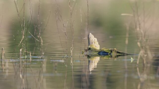 Tronco de madera flotando en aguas tranquilas con reflejos naturales y ondulaciones