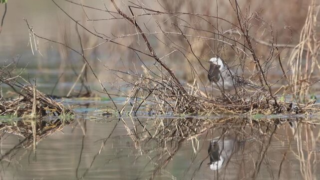 Lavandera blanca buscando alimento entre ramas secas con reflejo en el agua, Beniarres, Espa&ntilde;a