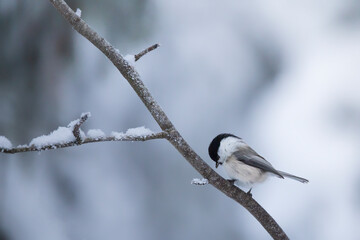 Black-capped chickadee