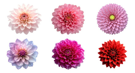 Elegant white dahlia flower PNG isolated on transparent background, beautiful blossom with delicate petals for wedding design © Design Zone