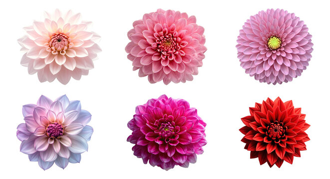 Elegant white dahlia flower PNG isolated on transparent background, beautiful blossom with delicate petals for wedding design