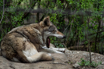 Yawning wolf lying down in natural environment © Luc