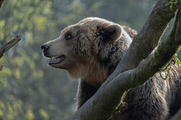 Close-up headshot of brown bear cub in natural environment © Luc