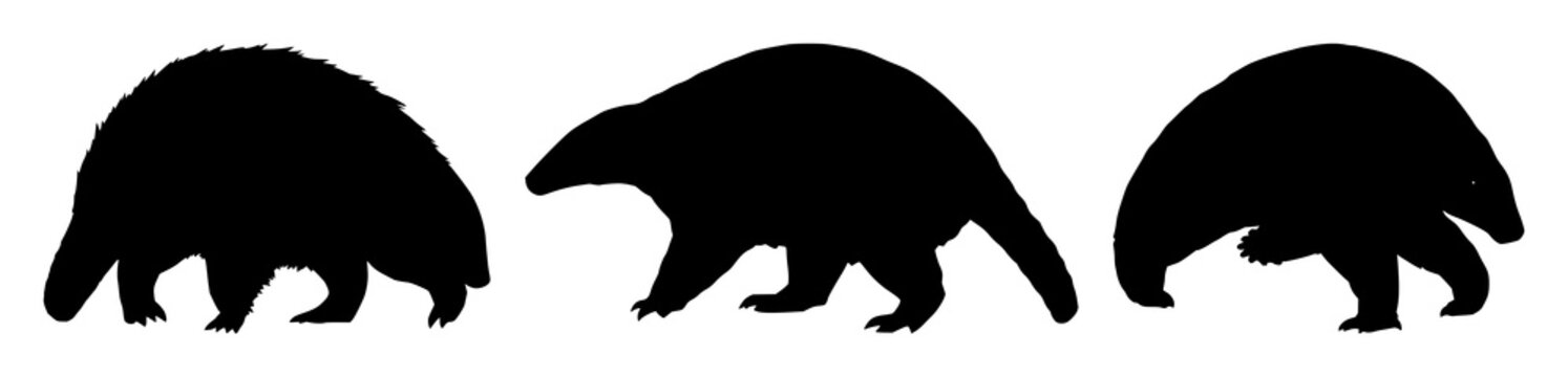 Pangolin set with solid black silhouette in defensive walking stance featuring rare pangolin, endangered wildlife, conservation icon with white background and black outline
