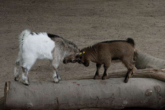 Two baby goats headbutting on wooden log in natural environment