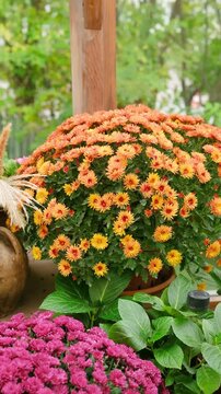 Abundant orange and yellow mums bloom on green leafy bush surrounded by pink flowers outdoors