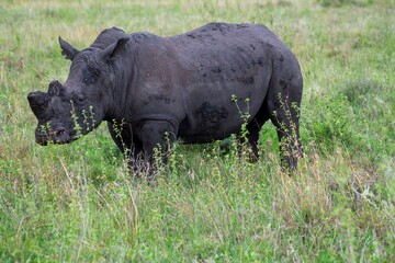 Obraz premium Black Rhinoceros close up in the savannah of the Nairobi National park in Kenya