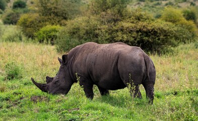 Obraz premium Black Rhinoceros close up in the savannah of the Nairobi National park in Kenya