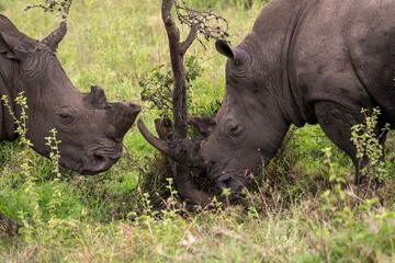 Fototapeta premium Black Rhinoceros close up in the savannah of the Nairobi National park in Kenya