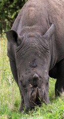 Obraz premium Black Rhinoceros close up in the savannah of the Nairobi National park in Kenya