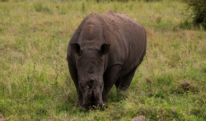 Obraz premium Black Rhinoceros close up in the savannah of the Nairobi National park in Kenya