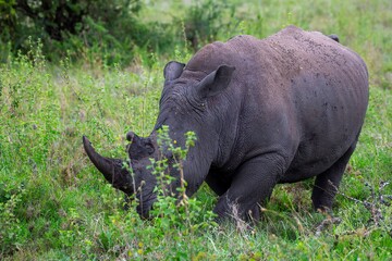 Fototapeta premium Black Rhinoceros close up in the savannah of the Nairobi National park in Kenya