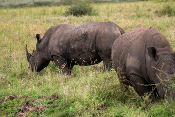 Fototapeta premium Black Rhinoceros close up in the savannah of the Nairobi National park in Kenya