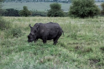 Obraz premium Black Rhinoceros close up in the savannah of the Nairobi National park in Kenya