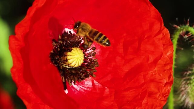 Hardworking bee gathering sweet nectar from the dark center of a blooming red poppy