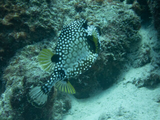 Obraz premium Smooth Trunkfish