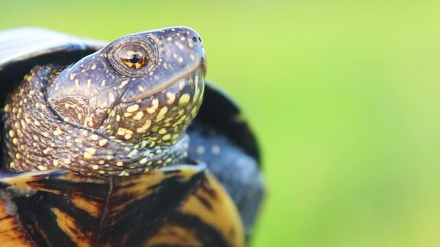 Macro portrait of a wild European pond turtle head against a bright green background