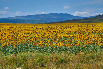 Fototapeta premium Vast field of blooming sunflowers with mountains in Kazakhstan (Qazaqstan)