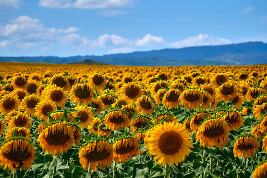 Vast field of blooming sunflowers with mountains in Kazakhstan (Qazaqstan)