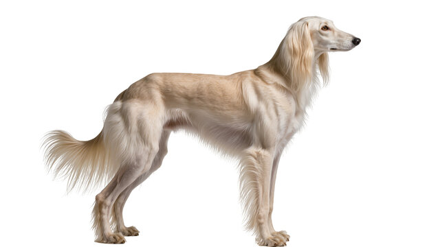 Elegant light-colored Saluki dog standing gracefully in profile, a beautiful purebred sighthound isolated on transparent background, majestic canine PNG
