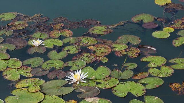 White water lilies float on a dark pond surrounded by green lily pads.