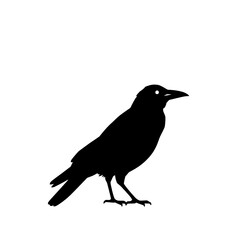Obraz premium Raven's Silhouette: A striking black raven perches with keen focus, its silhouette starkly contrasting against the backdrop, evoking a sense of mystery and intrigue.