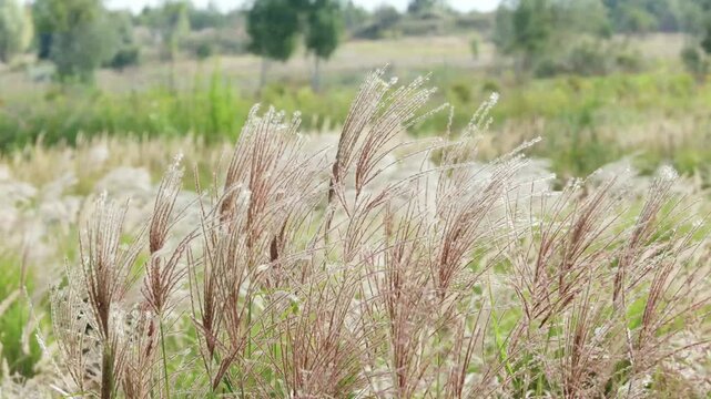 Tall pampas grass plumes sway gently in a natural field with green foliage background.