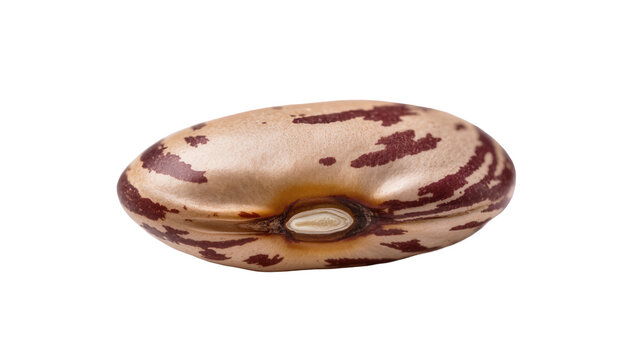 Single raw pinto bean with speckled brown and beige skin, isolated PNG on transparent background, healthy legume for cooking
