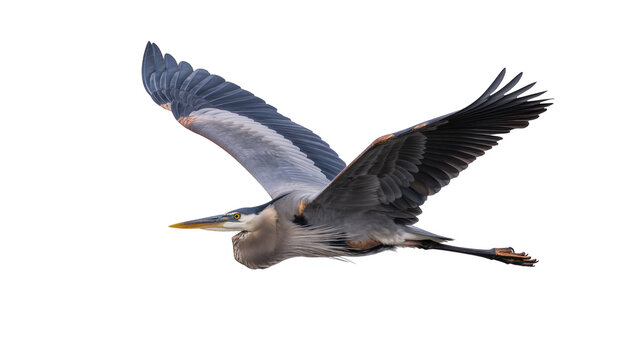 Majestic Great Blue Heron in graceful flight, wings fully extended, isolated PNG on transparent background, stunning avian spectacle