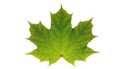 Fototapeta premium Green maple leaf, isolated on transparent background, showcasing intricate vein patterns and natural texture, ideal for seasonal projects PNG