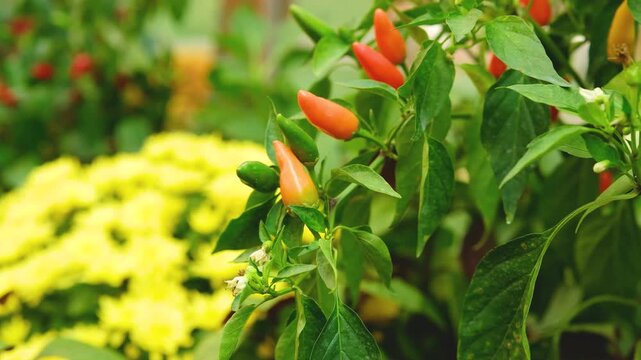 Bright orange chili peppers grow on a plant with green leaves and a blurry yellow flower background.